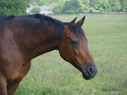 Licorne du Valon